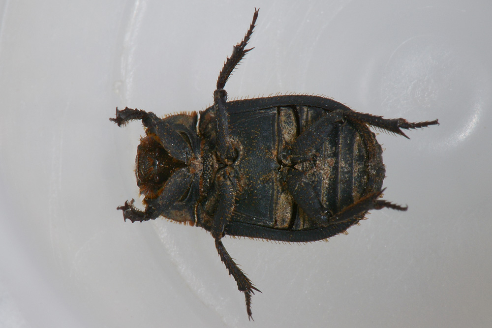 Trox niger, Trogidae